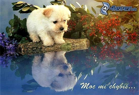 [obrazky.4ever.sk] pes 4256013