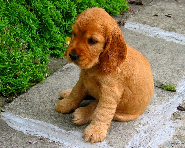 maly-kokrspaniel